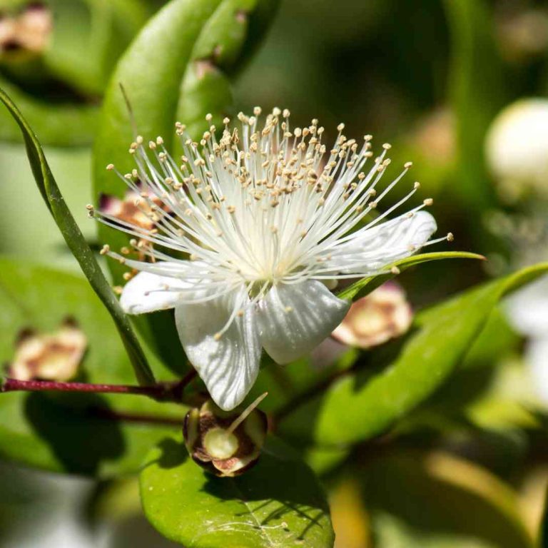 Dermatonics Natural Active Ingredient - Aniseed Flower