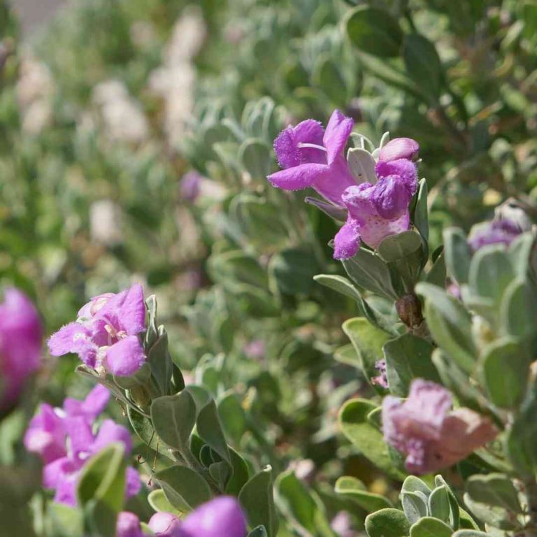 Dermatonics Natural Active Ingredient - Eremophila Emu Bush Flower