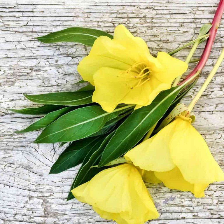 Dermatonics featured natural garden active ingredient - Evening Primrose