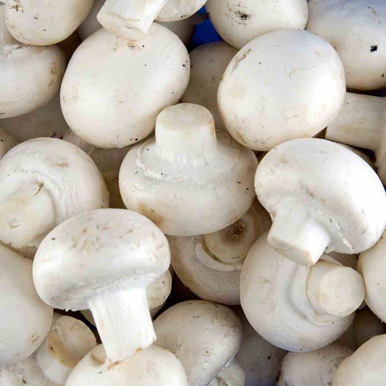 Dermatonics featured natural garden active ingredient - Mushrooms