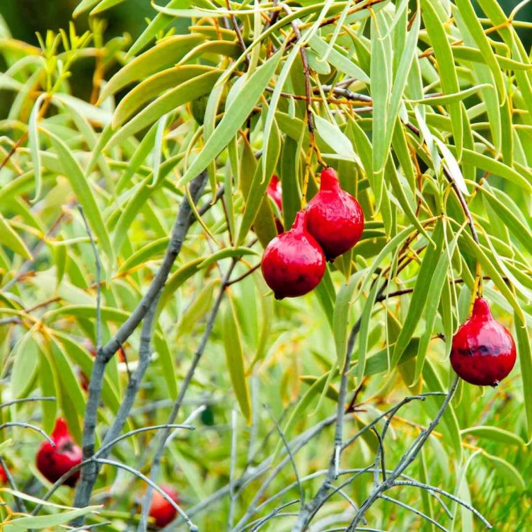 Dermatonics featured natural garden active ingredient - Quandong