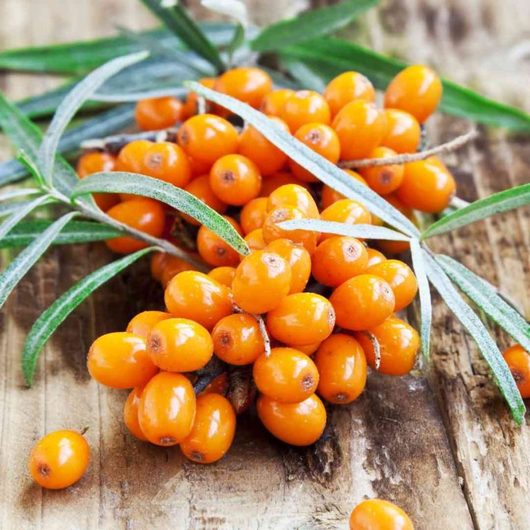 Dermatonics featured natural garden active ingredient - Seabuckthorn