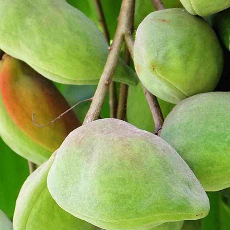 Dermatonics Natural Active Ingredient - Kakadu Plum