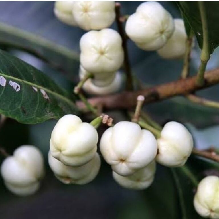 Lemon Aspen