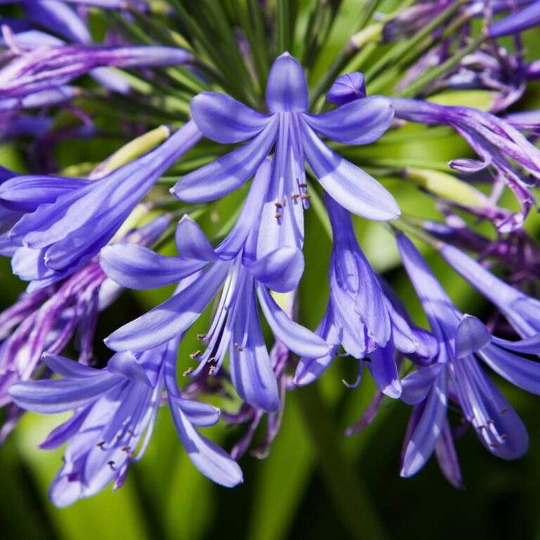 Lily of the Nile Agapanthus