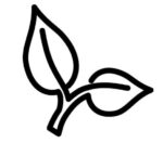 Natural ingredients for skincare leaf