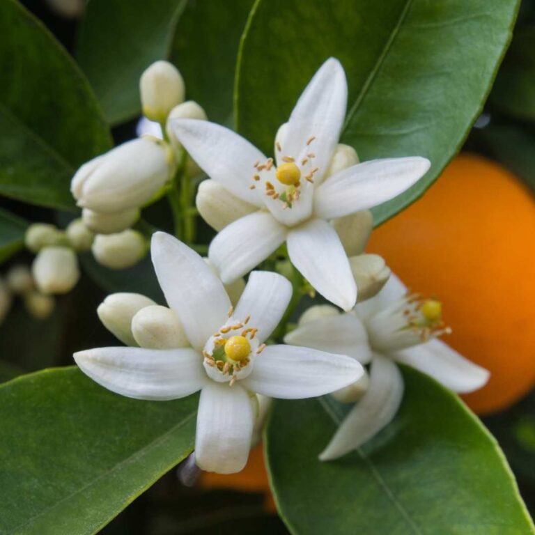 Neroli Blossom Square