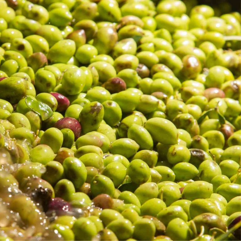 Dermatonics Natural Active Ingredient - Olives