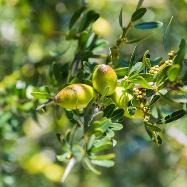 Argania Spinosa