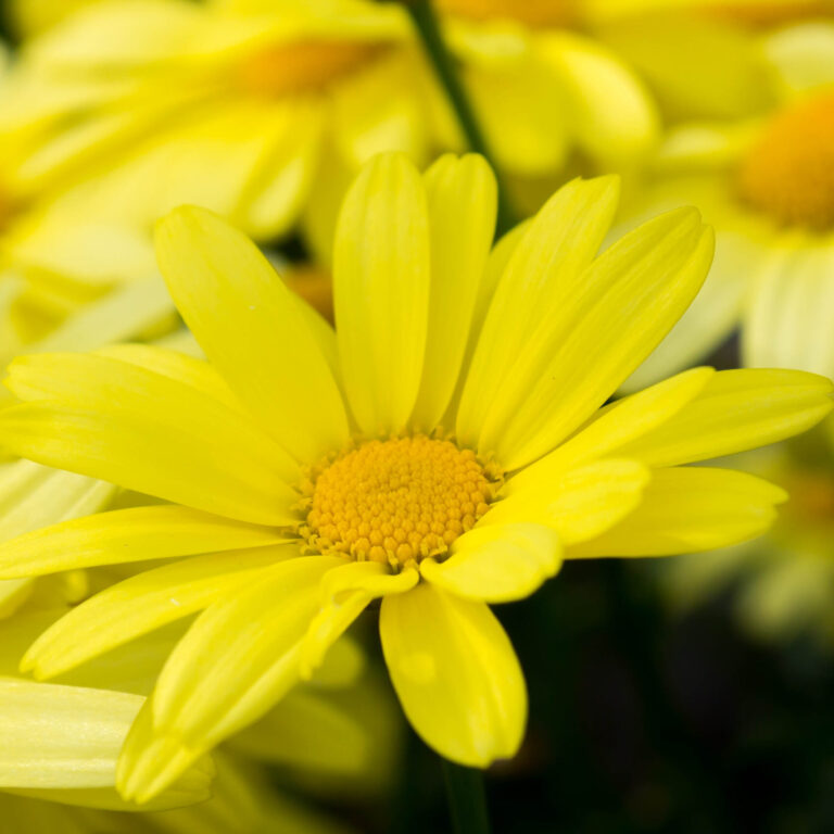 Arnica montana