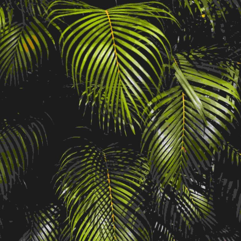 Attalea Speciose
