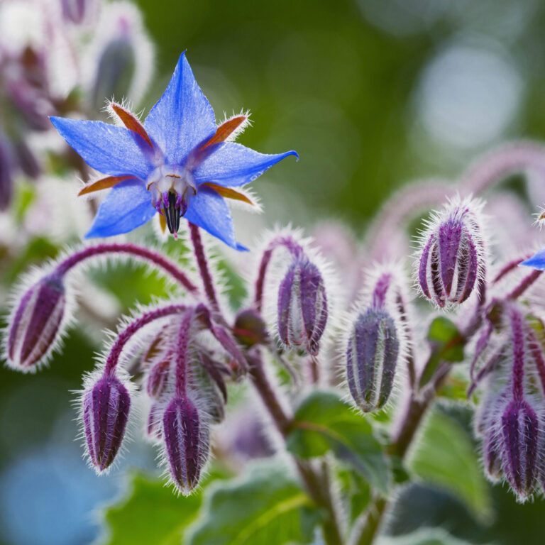Borage Oil