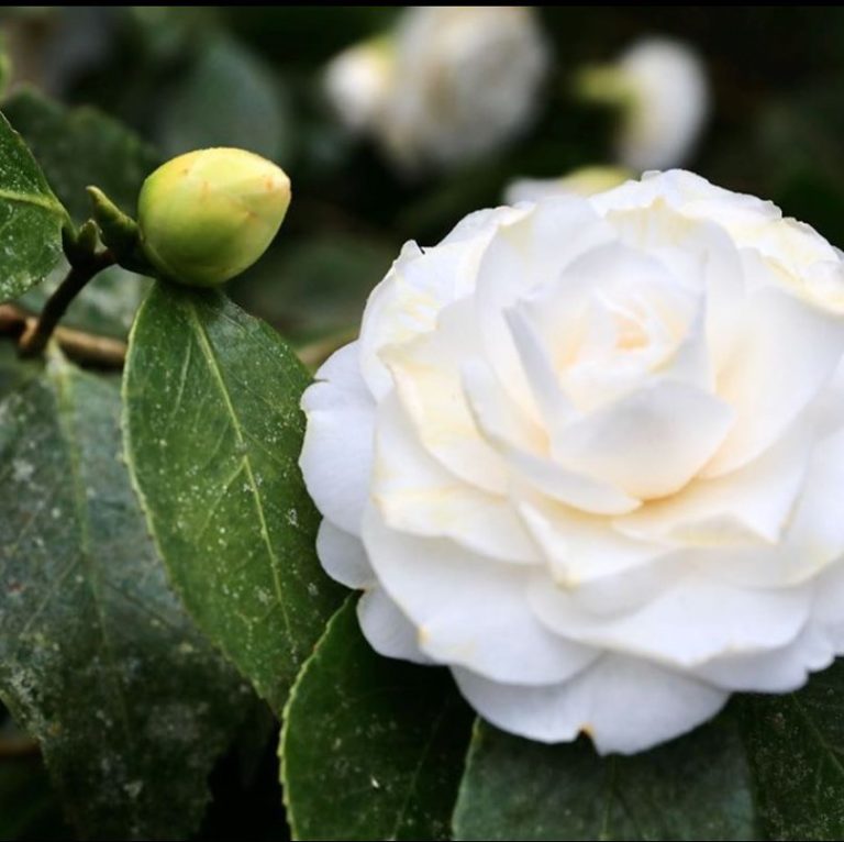 Camellia Sinensis