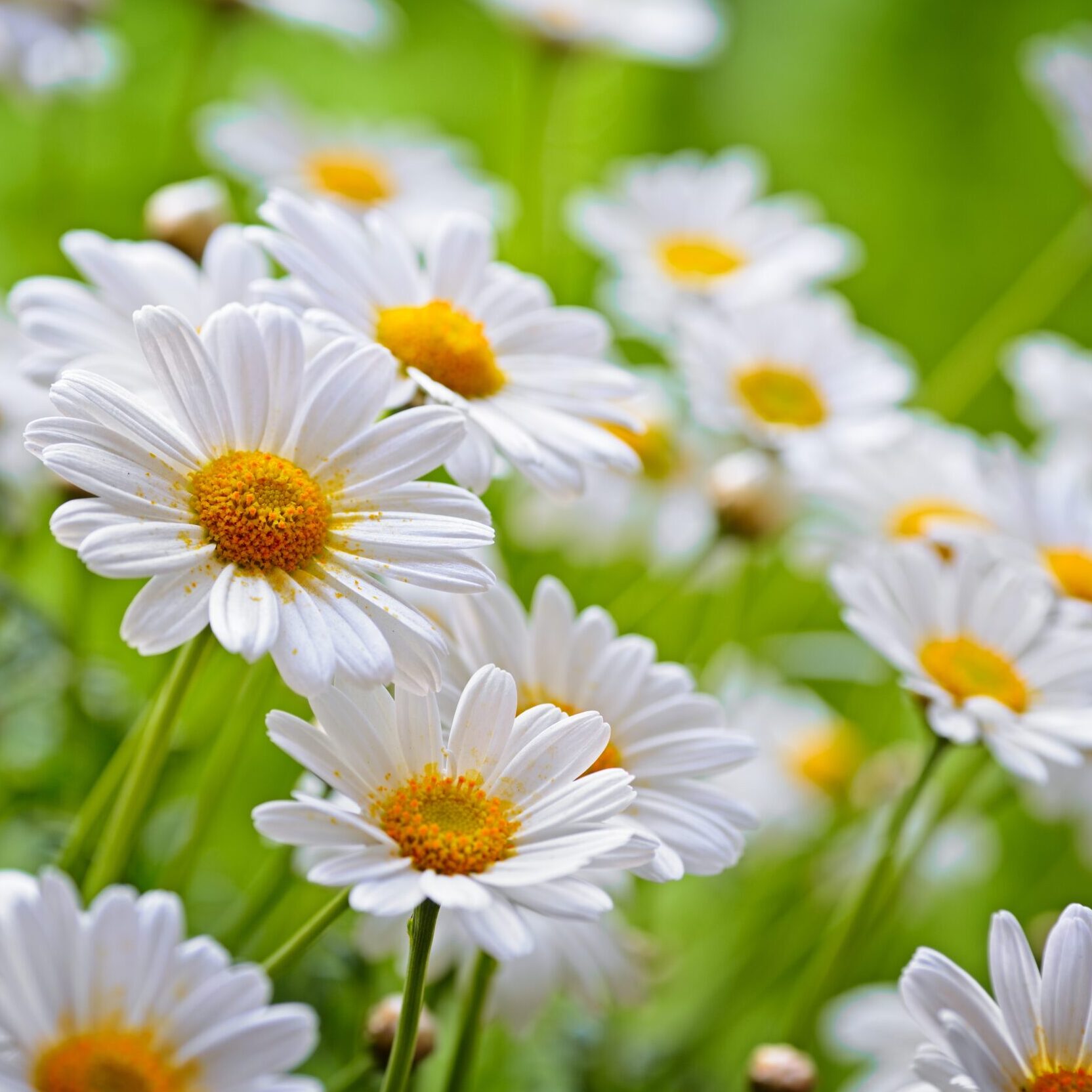 chamomile