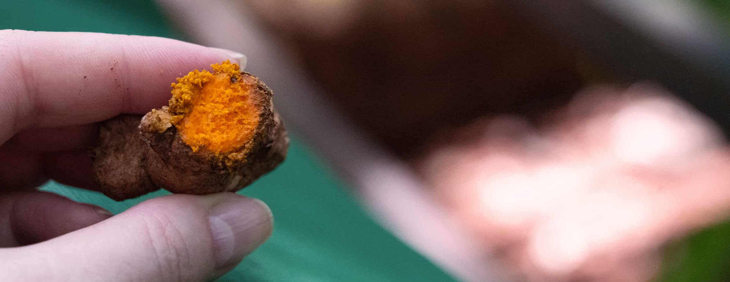 Dermatonics Curcuma Garden