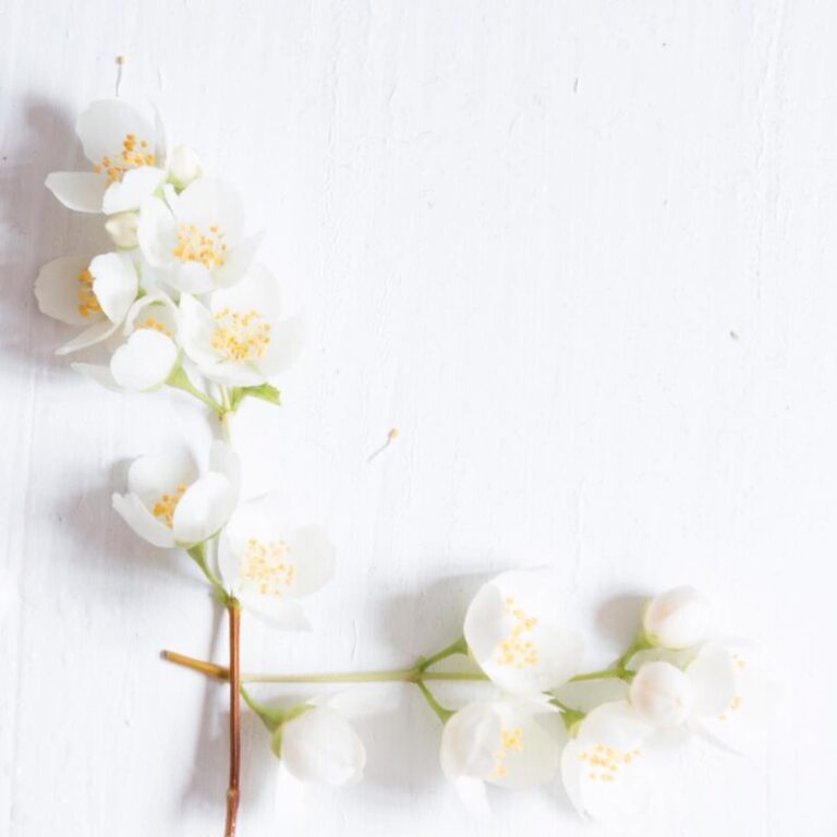 Jasmine Dermatonics Garden