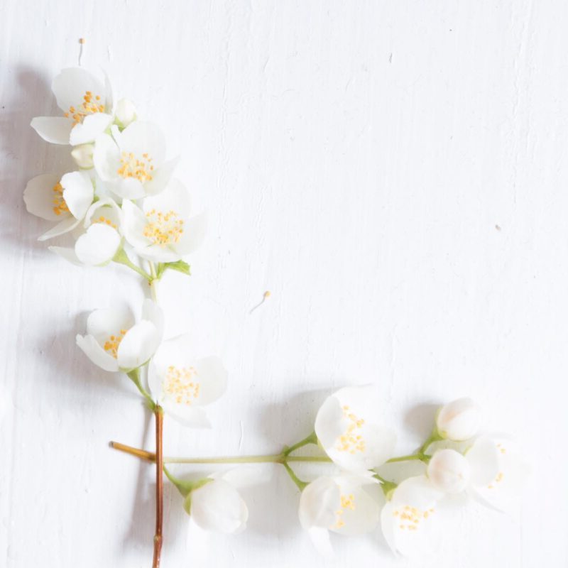 Jasmine Dermatonics Garden