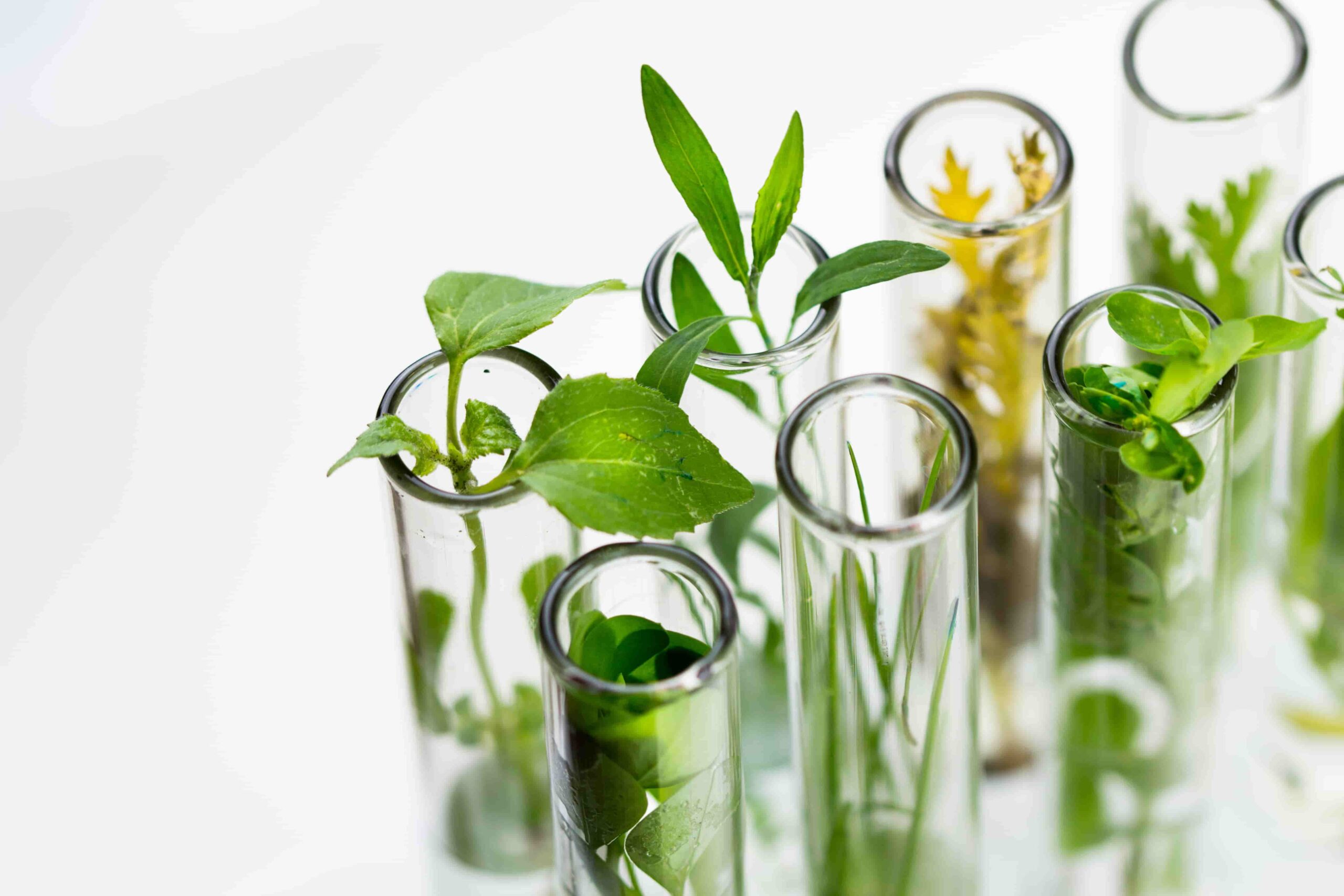 Plants in test tube natural skin care philosophy